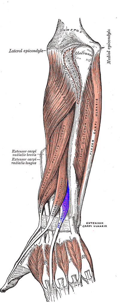 Underarmens muskler